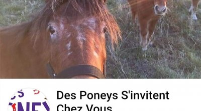 Des Poneys S'invitent Chez Vous